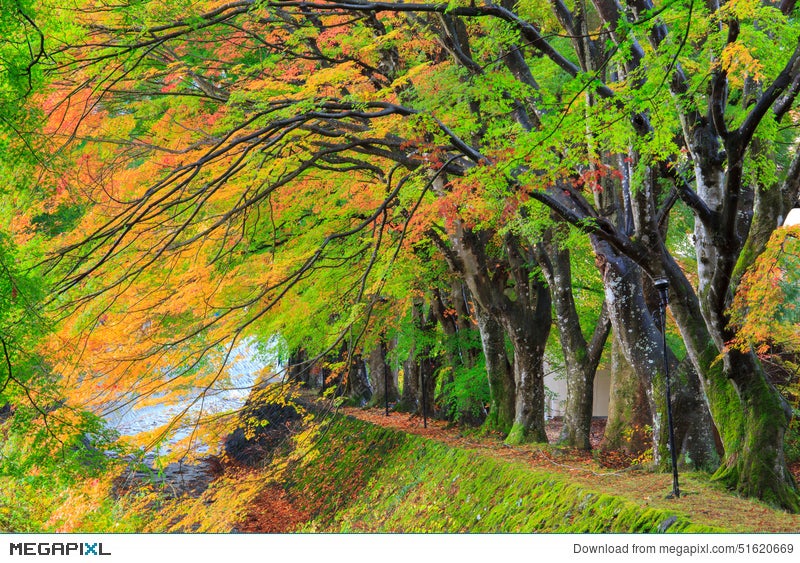 Maple Corridor Kawaguchiko Lake Japan Stock Photo Megapixl