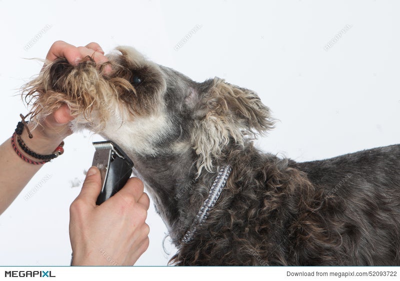 Dog Hairdresser Hairstyle Spa For Dogs Schnauzer Stock Photo