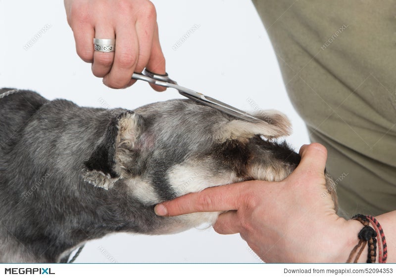 Dog Hairdresser Hairstyle Spa For Dogs Schnauzer Stock Photo