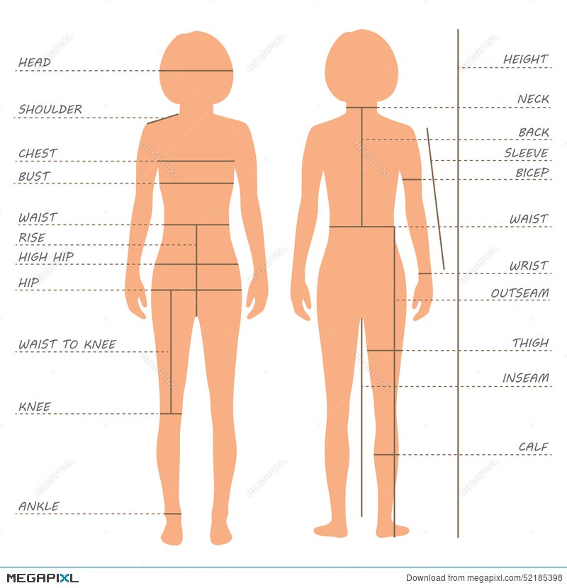 Woman Female Body Measurement Proportions for Clothing Design and Sewing  Chart for Fashion Vector illustration Stock Vector