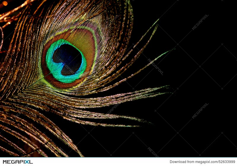 Peacock Feather Gold Stock Photo 52633999 - Megapixl