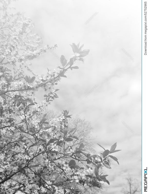 Faded Spring Background In Black And White Stock Photo 52752965 - Megapixl