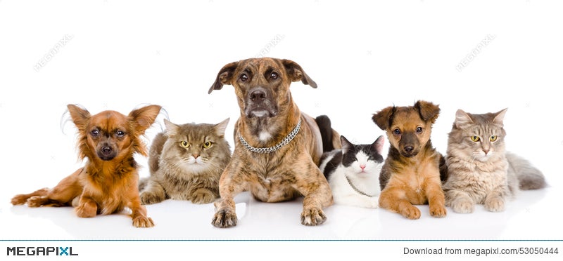 Group Of Cats And Dogs Lying In Front Looking At Camera Stock Photo 53050444 Megapixl