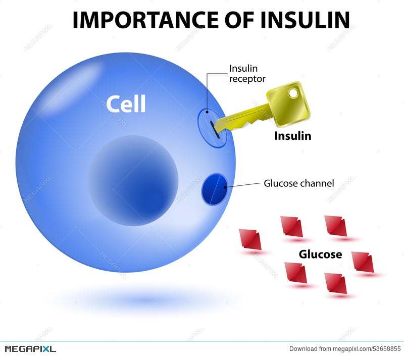 How Does Insulin Work Illustration 53658855 Megapixl