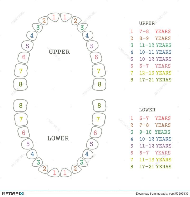 Tooth Chart Human Teeth Illustration 53699139 Megapixl