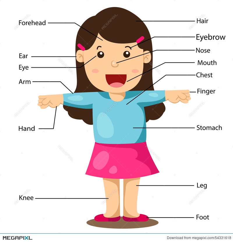 Parts Of Body Lady Name : Vocabulary Part Of Body With Pictures In