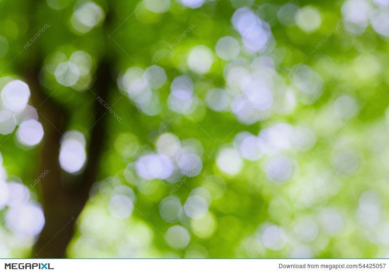 Beautiful Blurred Summer Tree In Park, Natural Green Bokeh Background Stock  Photo 54425057 - Megapixl