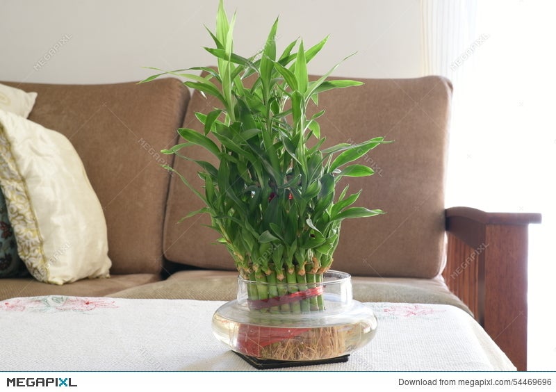 Home Bamboo Water Plant Green Leaves In Living Room Home Bamboo Water Plant Green Leaves In Living Room