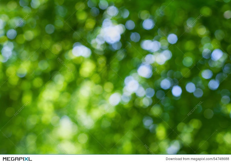 Abstract Natural Blur Background, Defocused Leaves, Green Bokeh Stock Photo  54748688 - Megapixl