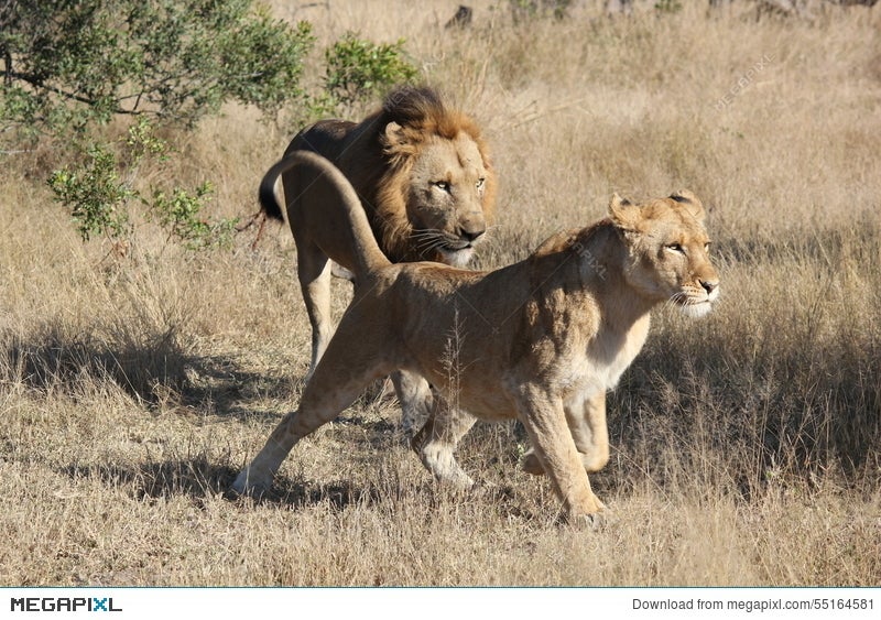 male lions running
