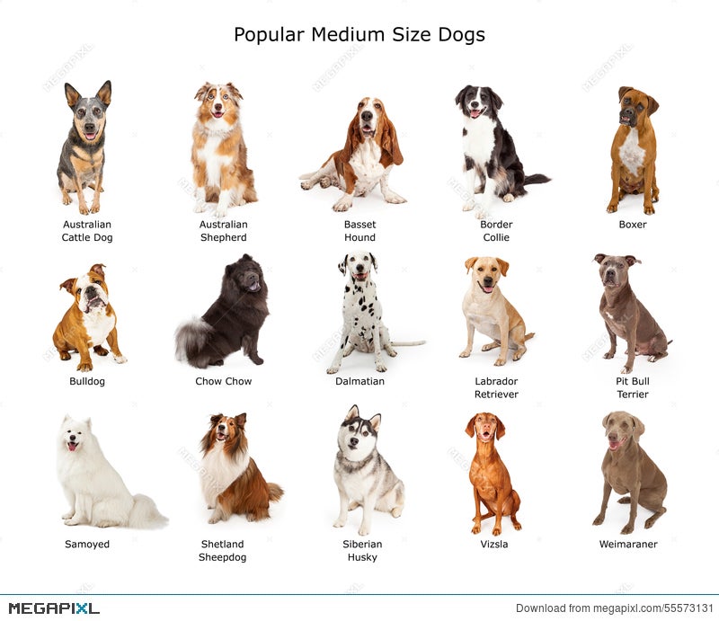 Collection Of Popular Medium Size Dogs Stock Photo 55573131 Megapixl