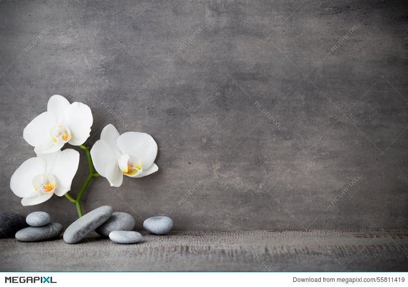 White Orchid And Spa Stones On The Grey Background Stock Photo 55811419 Megapixl