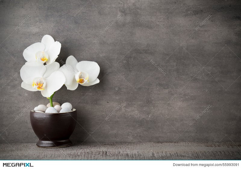 White Orchid And Spa Stones On The Grey Background Stock Photo Megapixl