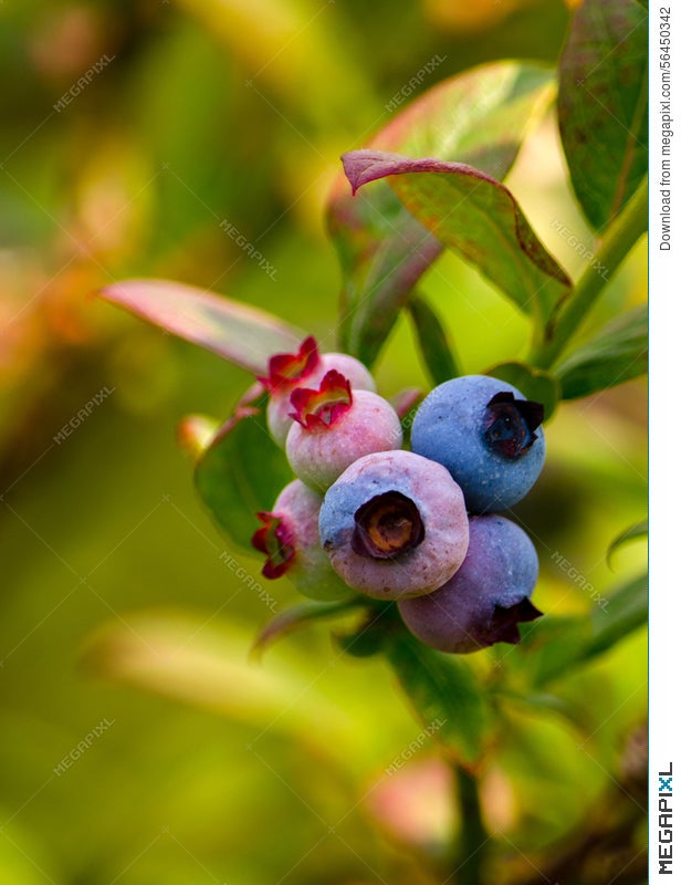 Michigan Blueberries On The Vine Stock Photo 56450342 Megapixl