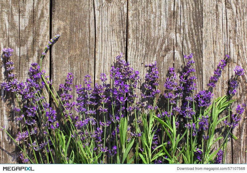 Wood Lavender Flowers Background Stock Photo 57107568 - Megapixl