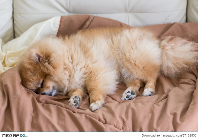 Cute Pet In House, Pomeranian Dog Sleeping On The Bed Stock Photo 57162530  - Megapixl