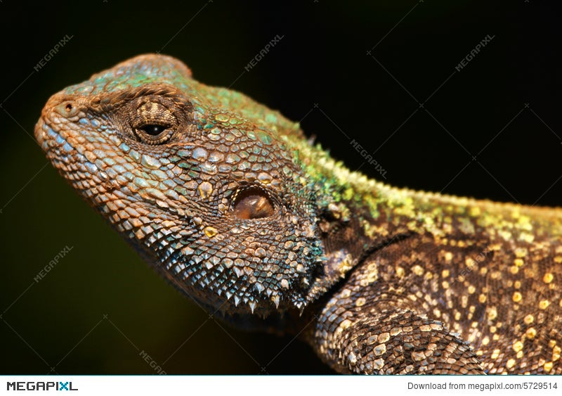 A Blue Headed Agama Lizard Stock Photo Megapixl