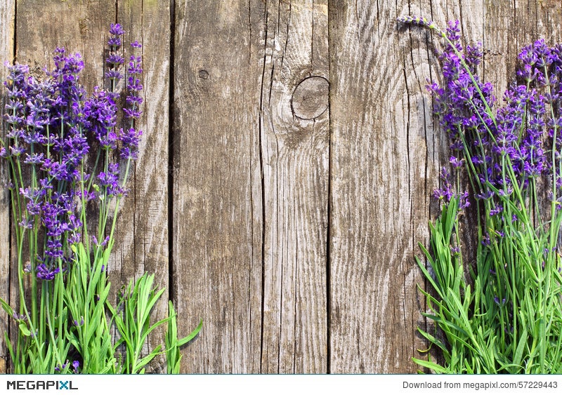 Wood Lavender Flowers Background Stock Photo 57229443 - Megapixl