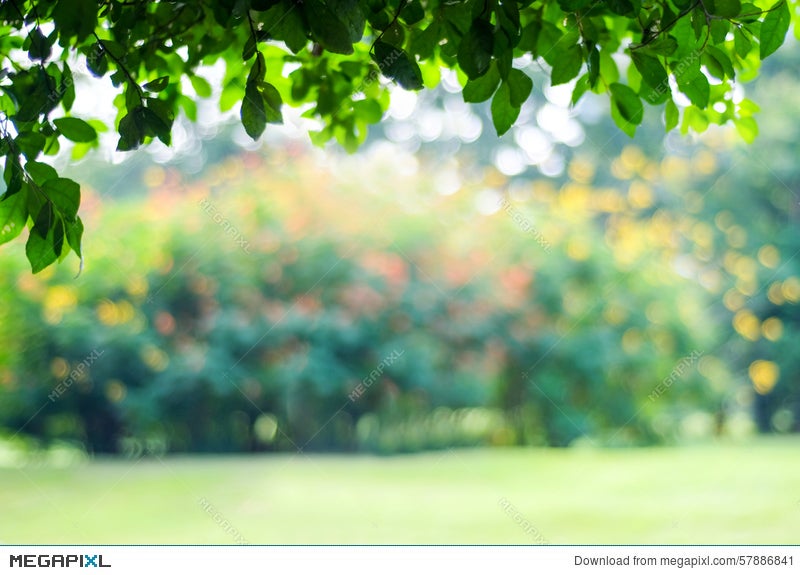 Blurred Park With Bokeh Light Background, Spring And Summer Se Stock Photo  57886841 - Megapixl
