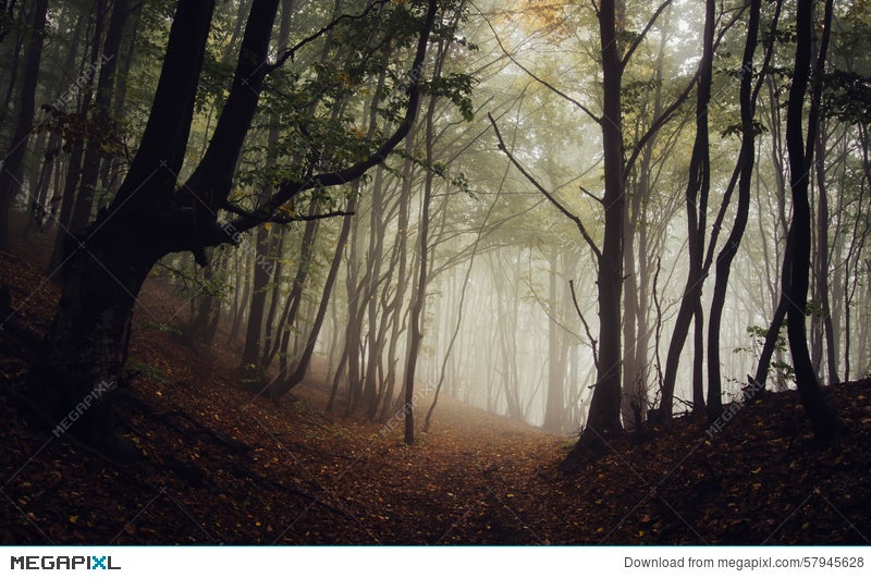Path Trough A Dark Mysterious Forest With Fog In Autumn Stock Photo Megapixl