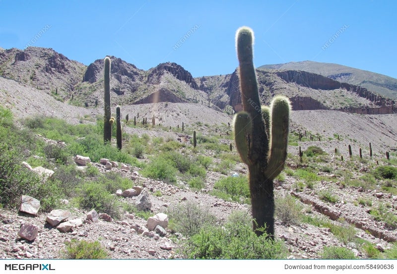 Big Cactus In South America Mountains Stock Photo 58490636 Megapixl