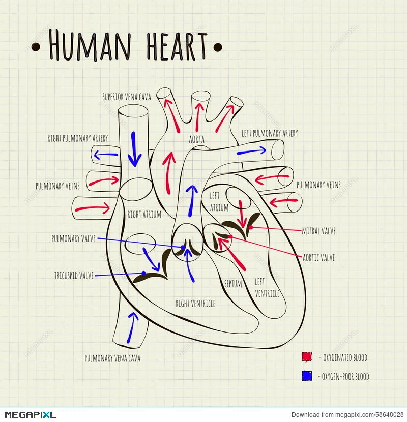 A Human Heart Diagram Illustration Megapixl