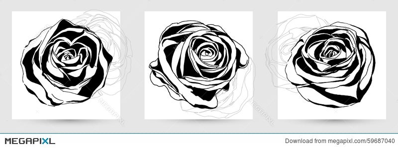 Rose Line art  Beautiful flower Vector  Stock Illustration 84780376   PIXTA