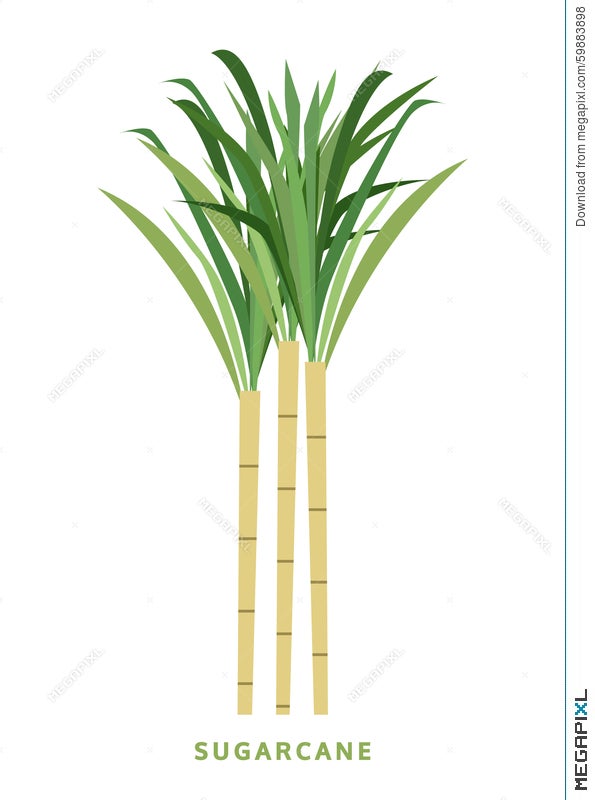 Sugarcane, Cane Vector Illustration, Symbol Illustration 59883898 - Megapixl