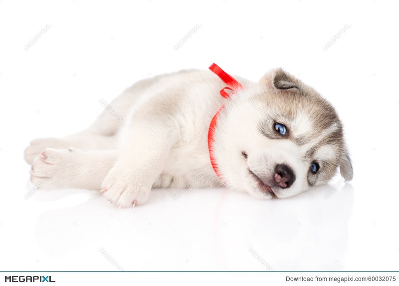 Cute Husky Puppies White Background