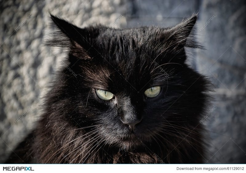 Portrait Of A Beautiful Black Chantilly Tiffany Cat At Home Stock Photo Megapixl