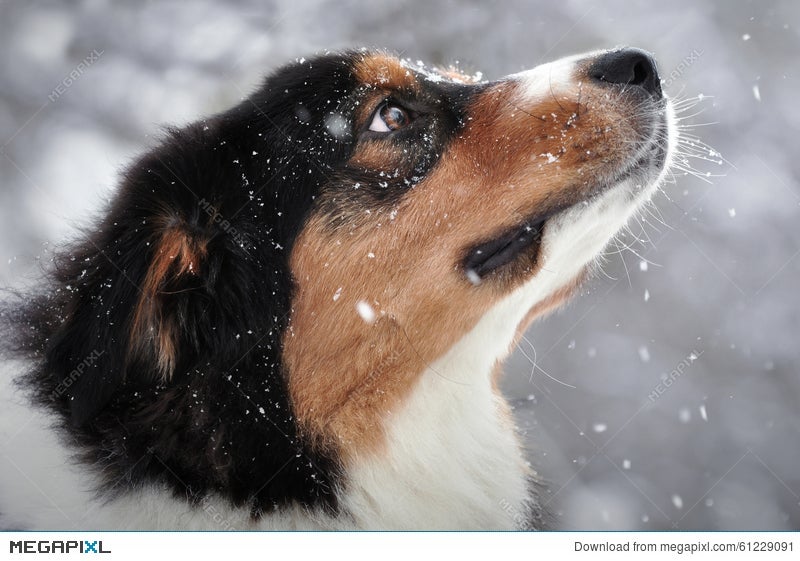 are australian shepherds cold weather dogs