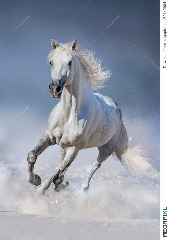 white horse running in snow