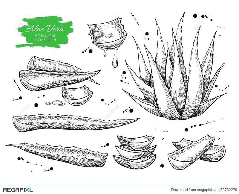 Aloe Vera Plant Drawing Images - Free Download on Freepik