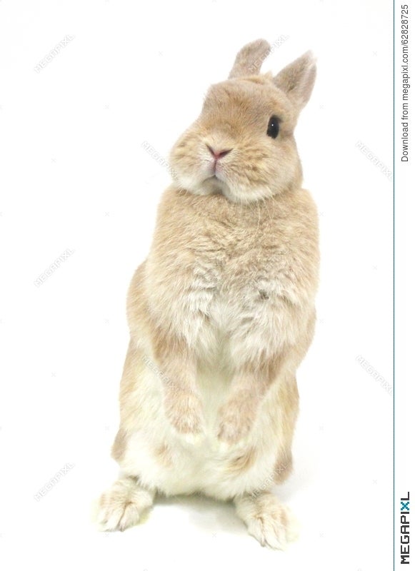 cute netherland dwarf rabbit