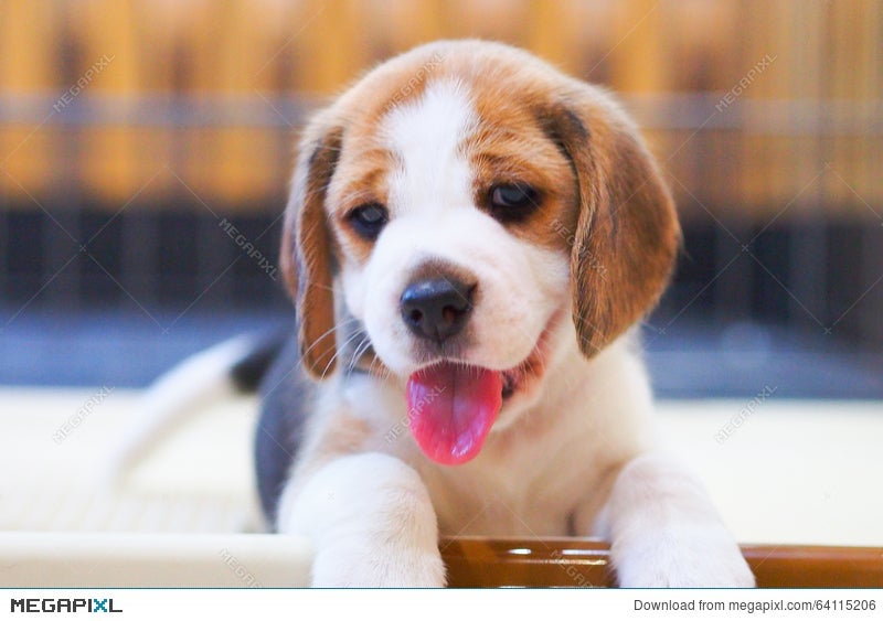 Cute Puppy Beagle Smiling Stock Photo 64115206 Megapixl Cute Puppy Beagle Smiling Stock Photo