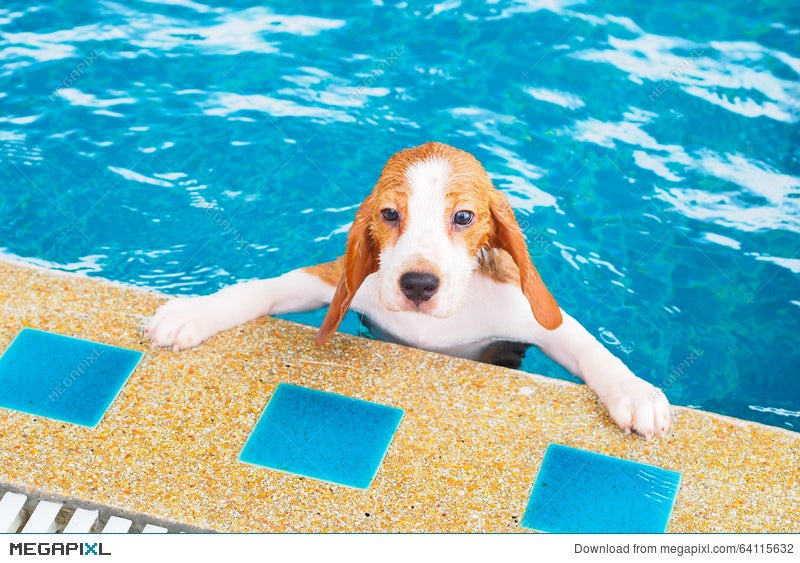 beagle swimming