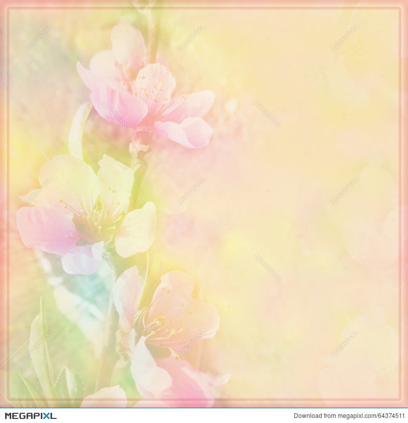 Floral Greeting Card With Peach Flowers On Hazy Background In Pastel Colors  Illustration 64374511 - Megapixl