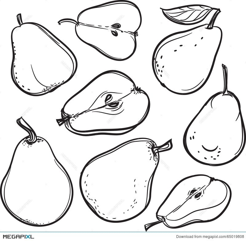 Pear Line Drawing Of A Pear Illustration Megapixl