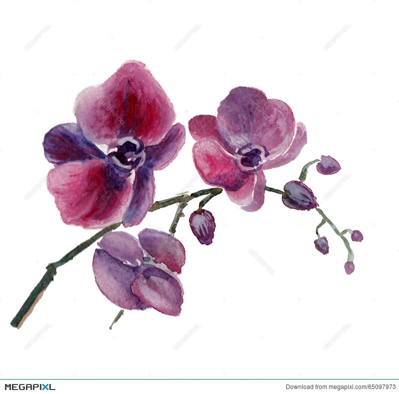 watercolor purple orchids