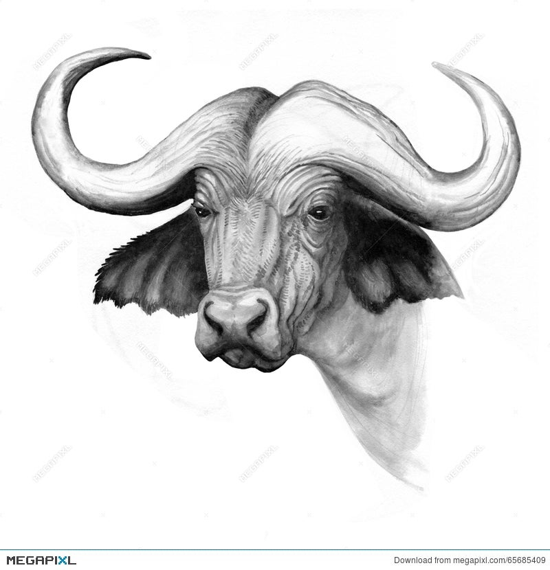 Buffalo drawing hires stock photography and images  Alamy