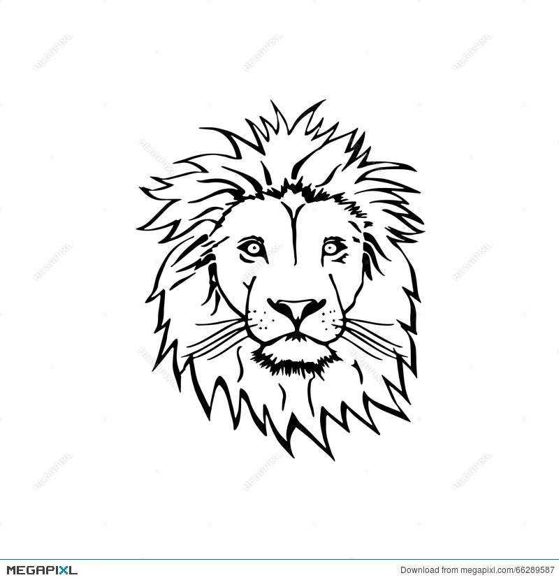 11400 Lion Sketch Stock Photos Pictures  RoyaltyFree Images  iStock   Sea lion sketch