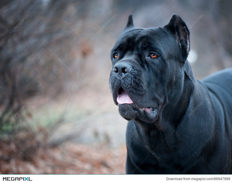 The Portrait Of Italian Cane Corso Dog In The Park Stock