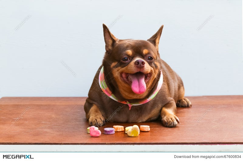 Fat Chihuahua Dog Sitting On The Desk Stock Photo 67600834