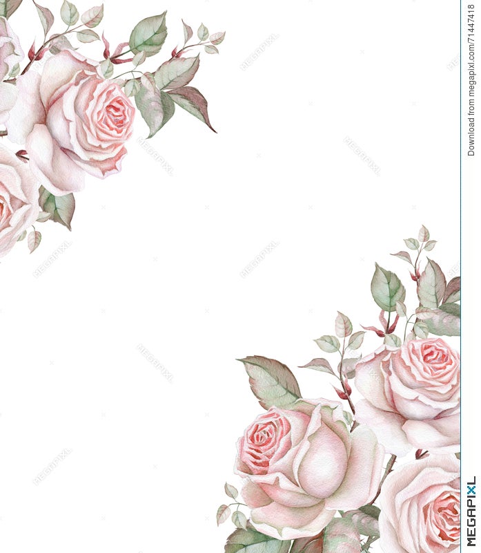 Watercolor Roses On White Background Floral Frame Illustration