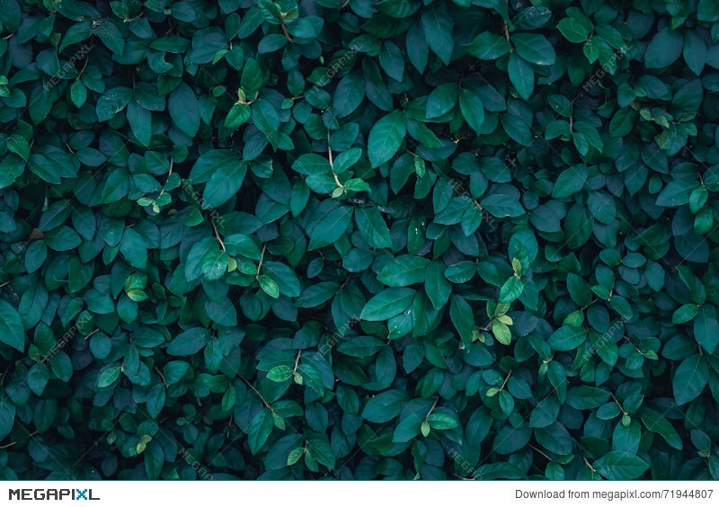 Dark Green Leaves Texture Stock Photo 71944807 - Megapixl