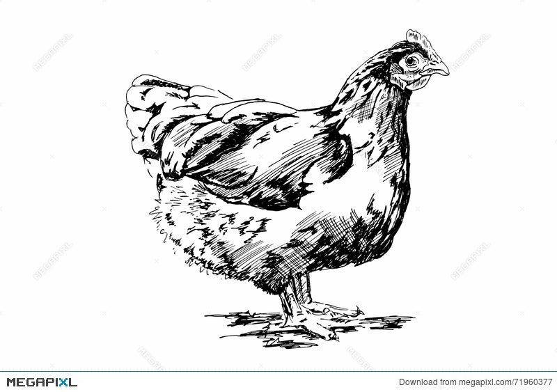 Chicken Illustration Illustration Megapixl