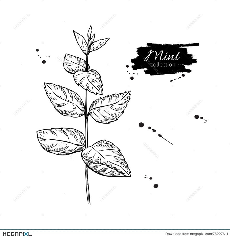 Leaf drawing illustration vector on white background by Morphart Vectors   Illustrations with Unlimited Downloads  Yayimages