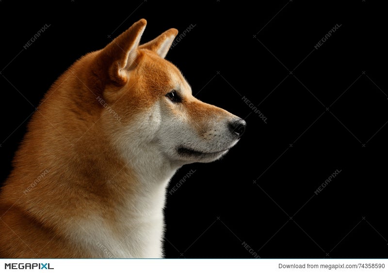 Close Up Portrait In Profile Shiba Inu Dog Black Background