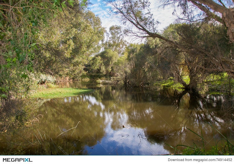 Wetland In Gwelup Stock Photo 74914452 Megapixl