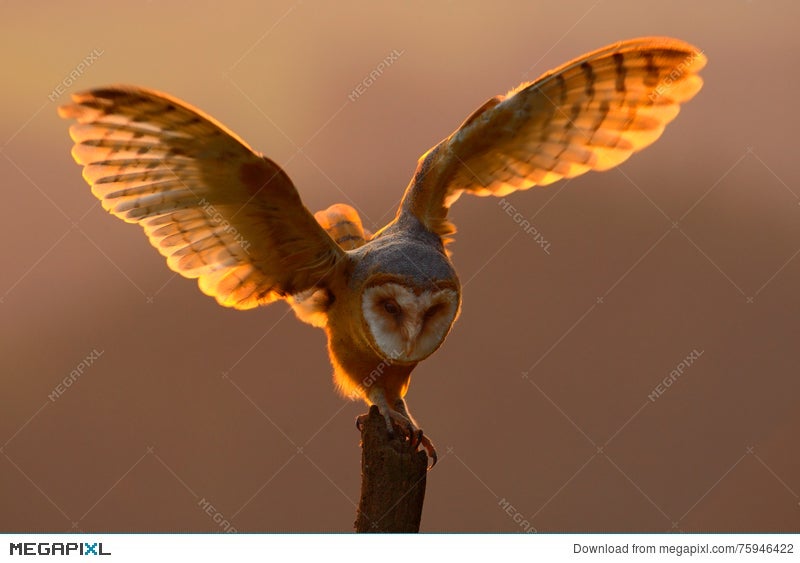 Evening Light With Bird With Open Wings Action Scene With Owl